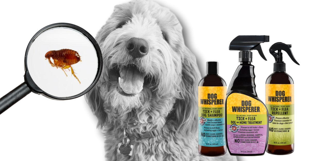 Home remedy flea outlet repellent for dogs