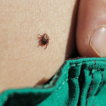 ULTIMATE TICK TRIVIA! 10 weird, little-known facts about ticks...