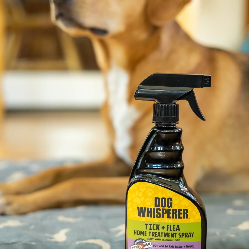 
                  
                    Dog Whisperer® Tick + Flea Home Treatment Spray 24oz
                  
                
